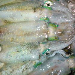 アオリイカが解禁